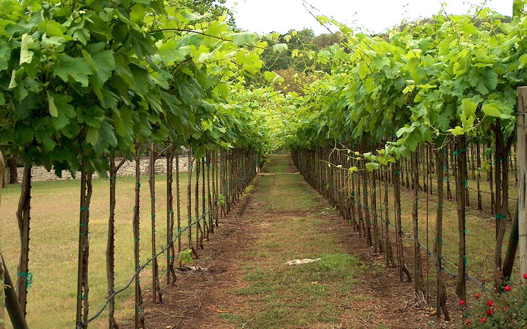 The Driftwood Wine Trail